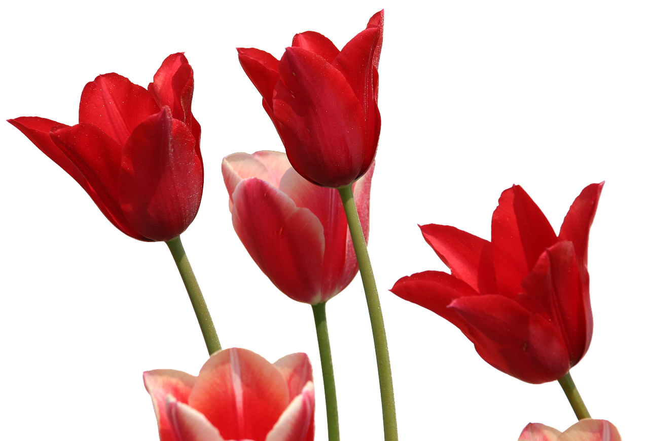 Tulips Flower Garden Free photo on Pixabay Pixabay