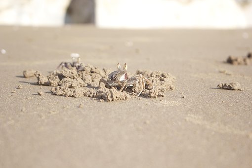 Vind Mansjetter, Dyr, Strand, Sjømat