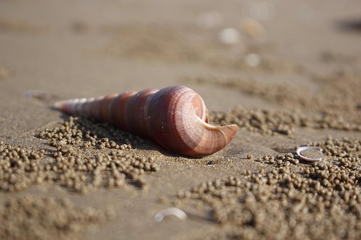 Shell, Fri Bakgrunn, Hd Tapet