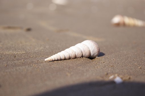 Shell Sinn, Stil Bakgrunn