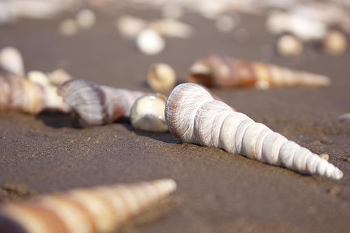 Snegl, Kyst, Sand, Shell, Gul
