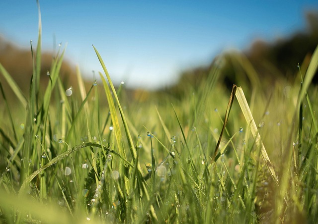 Free Grass Green photo and picture