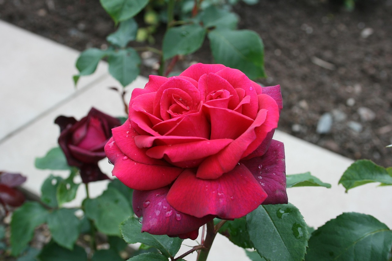 Rosen, Samtig, Zwilling, Zwillingsrosen