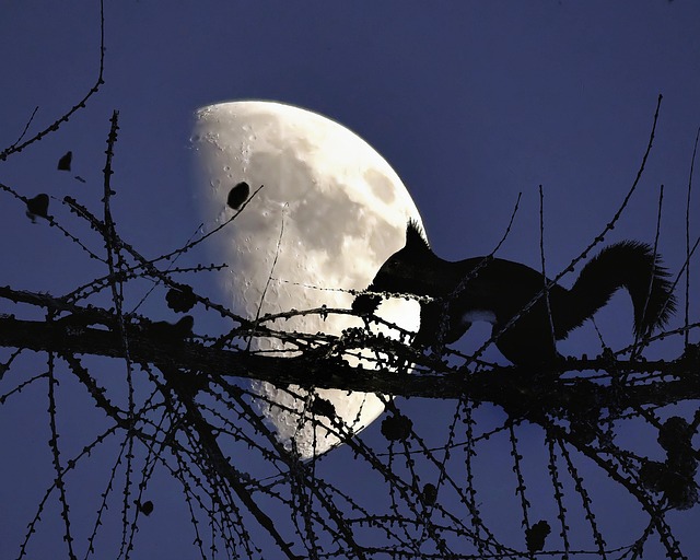 Free Squirrel Luna photo and picture