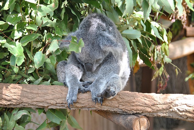 Free Brisbane Zoo photo and picture