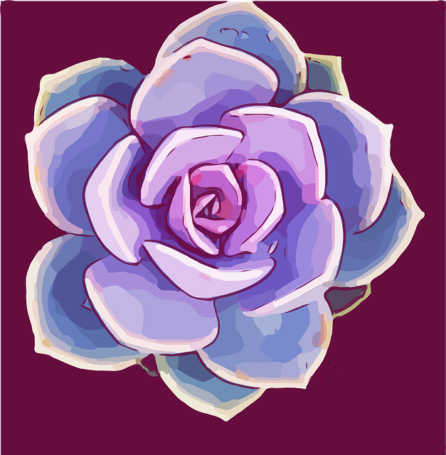 Free succulent rosette plant illustration