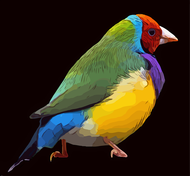 Free bird colorful feather illustration