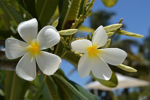 Free Summer Blossom photo and picture