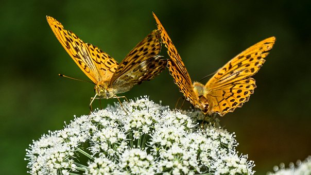 Sommerfugl, Sommerfugler, Natur