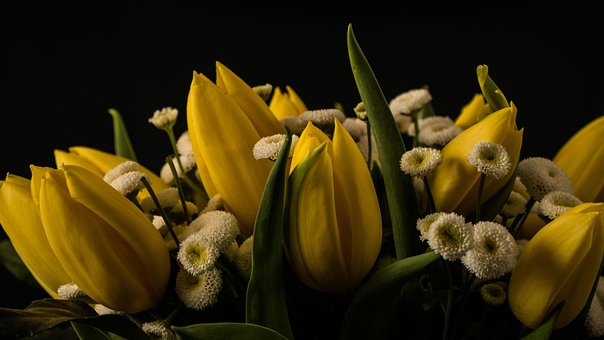Blomst, Blomst Tapet, Blomst Bakgrunn