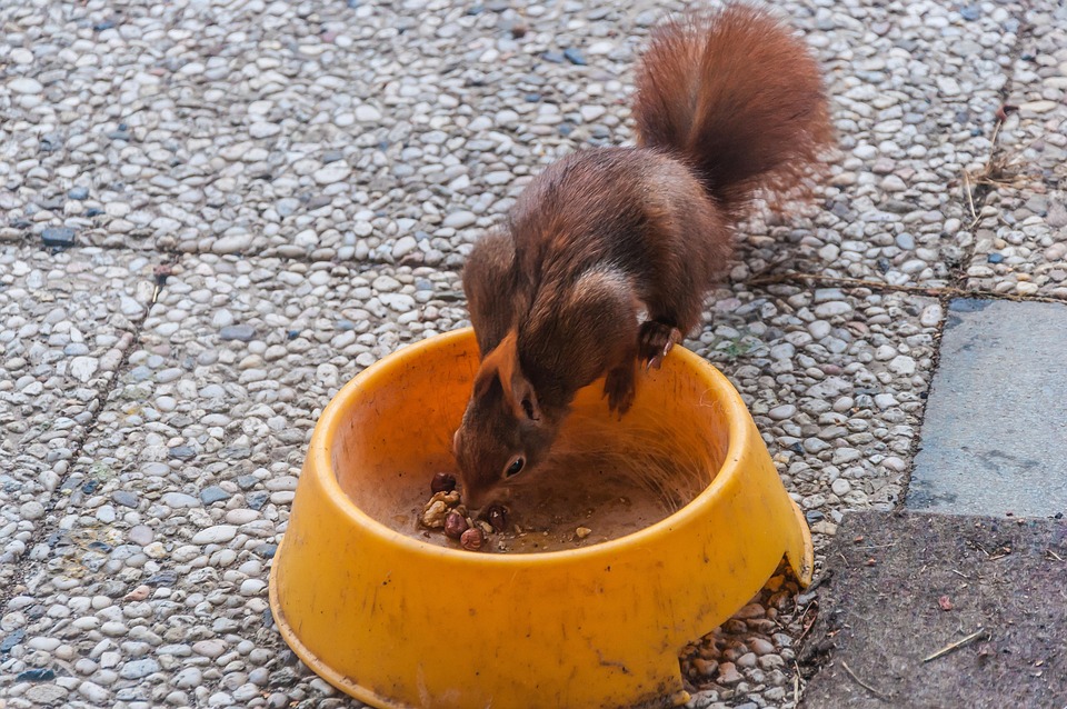 Squirrel Feed Nature Free photo on Pixabay Pixabay