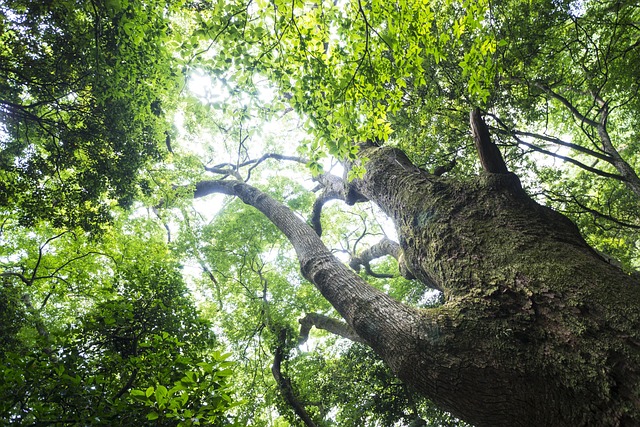 Free Natural Green photo and picture