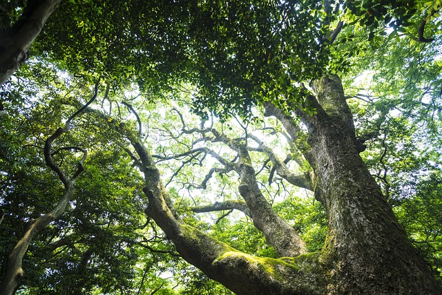 Free Natural Green photo and picture