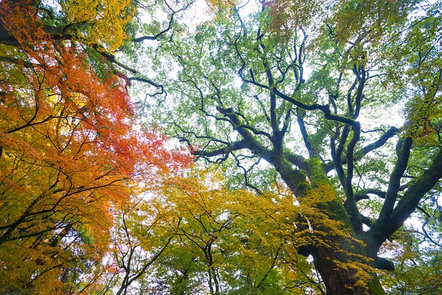 Free Autumnal Leaves Autumn photo and picture