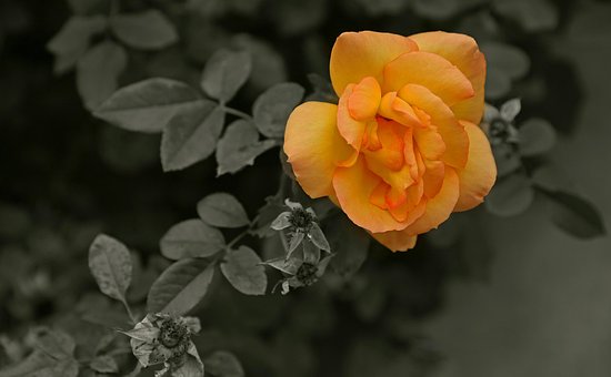 Blomst, Roser, Blomstre, Plante