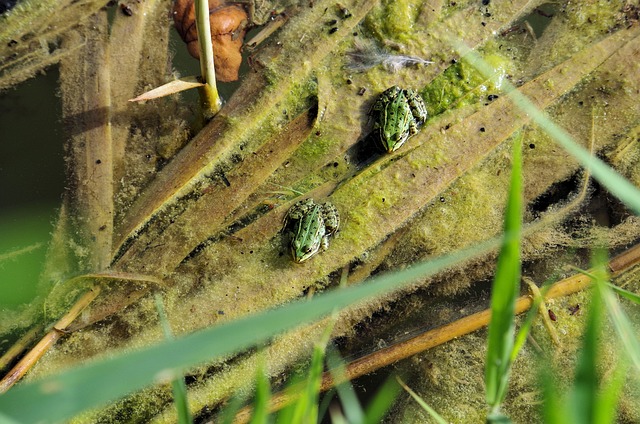 Free Frogs Reed photo and picture