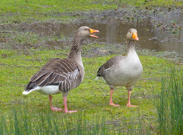 Goose Geese Chat - Free photo on Pixabay