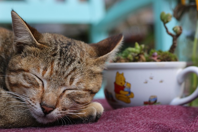 Free Cat Nature photo and picture