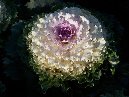 Zier-Kohl, Gartenpflanze, Winter-Anlage