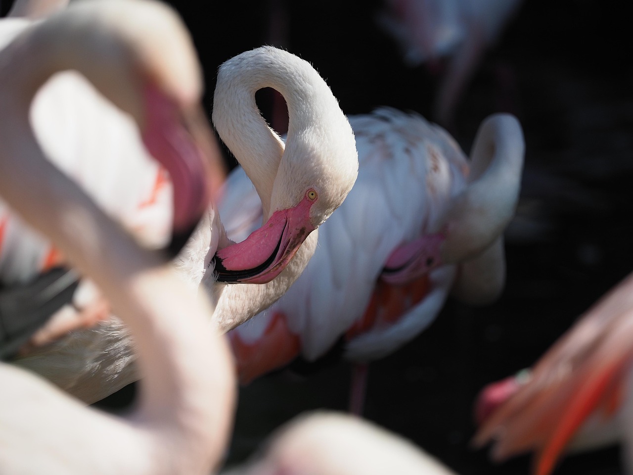Bird - free online jigsaw puzzle photo