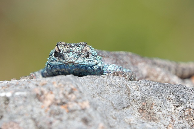 Lagarto Roca Reptil - Foto gratis en Pixabay - Pixabay