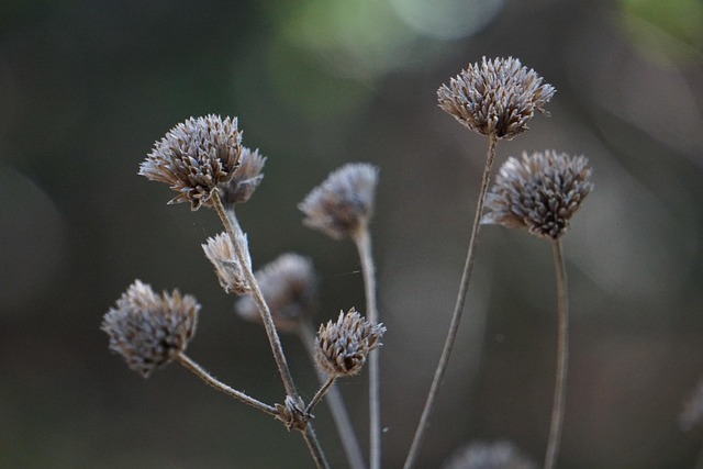 Free Nature Autumn photo and picture