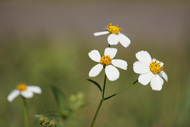 Free Wildflowers Morning photo and picture