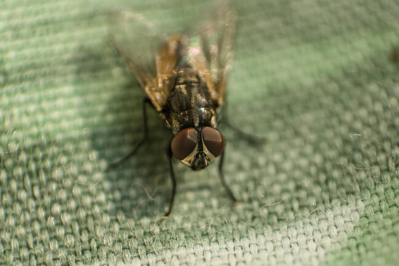 Fly Insect Photos Fly Insects Macro - Free photo on Pixabay