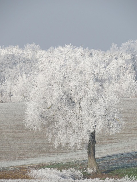Invierno, Nieve, Ratisbona, Árbol