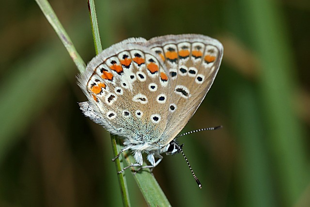 Free Butterfly Macro photo and picture