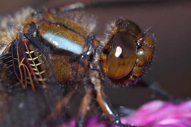 Free Dragonfly Insect photo and picture
