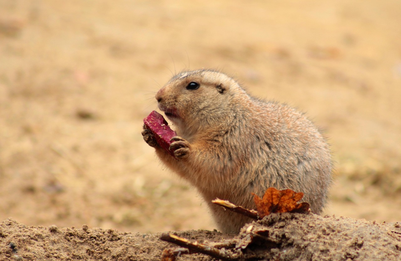 Prairie Dog - free online jigsaw puzzle photo
