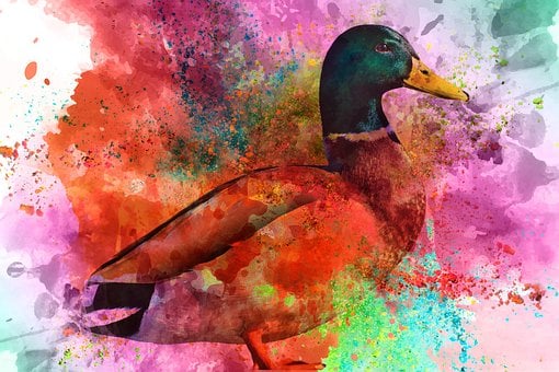 Free Duck Wild Ducks illustration and picture