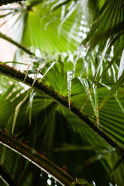 Pflanze, Palme, Baum, Gras, Regen