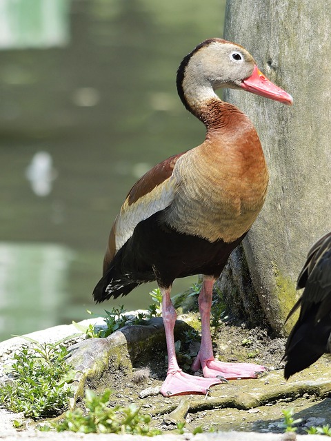 Free Nature Animals photo and picture