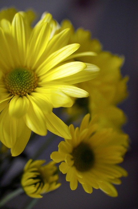 daises-pixabay-pixabay