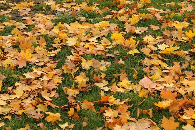 Free Leaves Autumn photo and picture