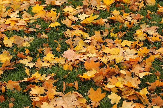 Free Leaves Autumn photo and picture
