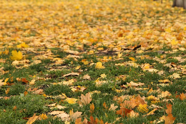 Free Leaves Autumn photo and picture