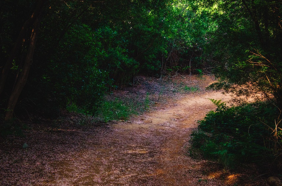 Chemin Pétales Nature - Photo gratuite sur Pixabay