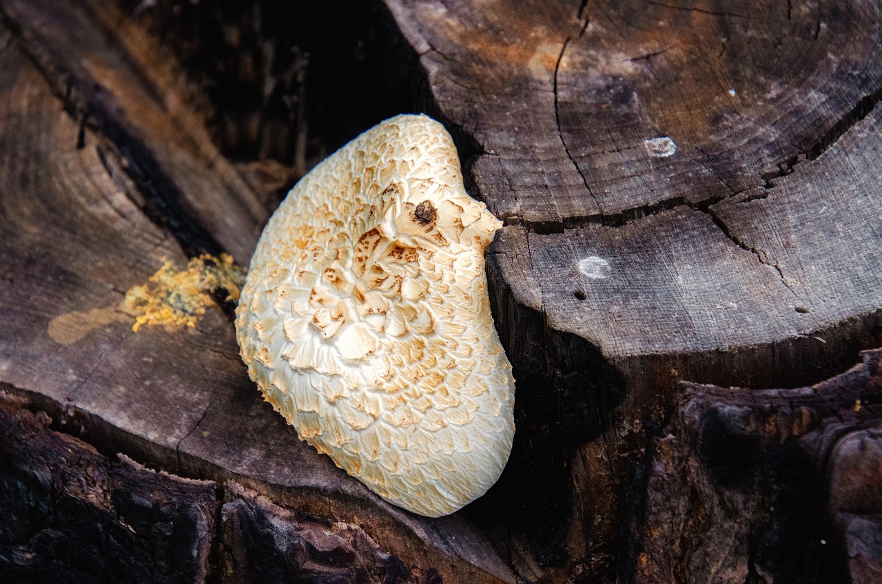 Fungus Tree Stump White Free Photo On Pixabay