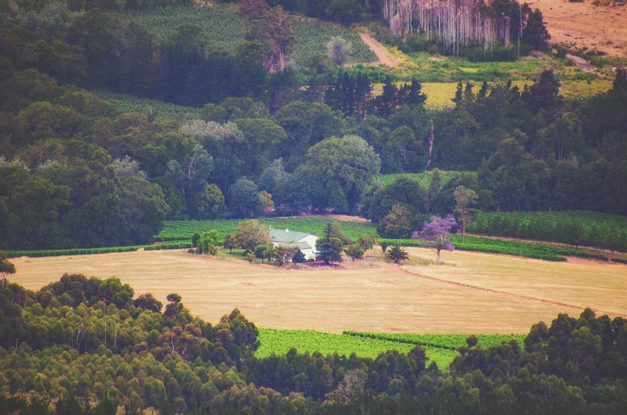 Field - free online jigsaw puzzle photo