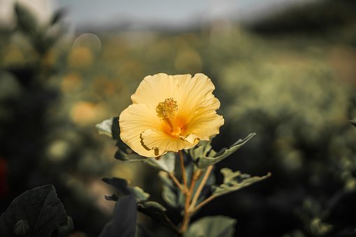 Bloesem, Bloom, Bloem Behang, Rijp