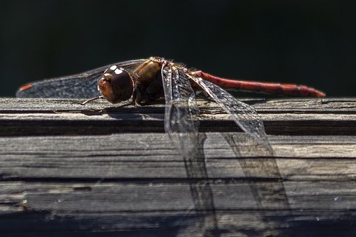 Free Dragonfly Animal photo and picture