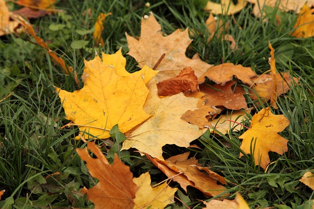 Free Leaves Autumn photo and picture