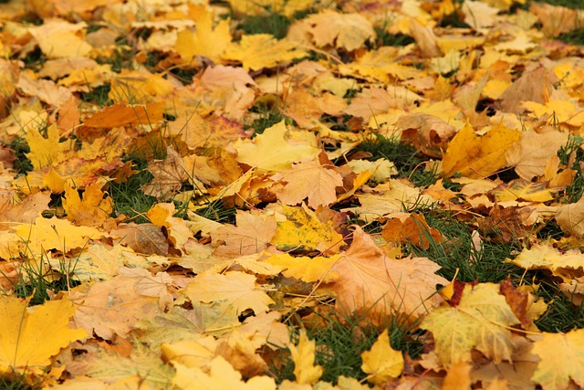 Free Leaves Autumn photo and picture
