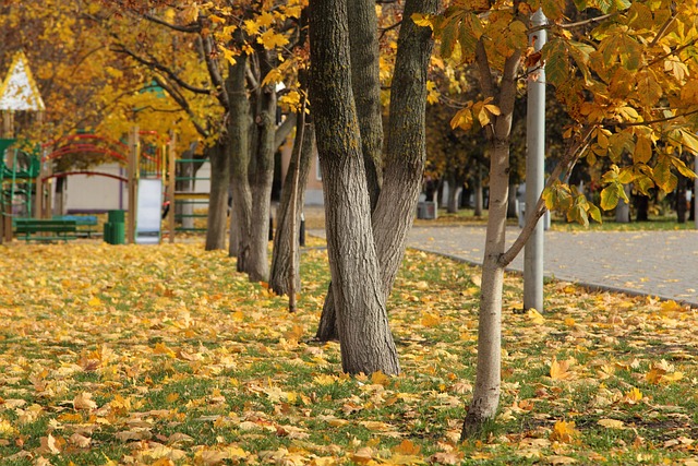 Free Autumn Trees photo and picture