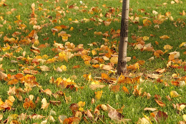 Free Autumn Leaves photo and picture