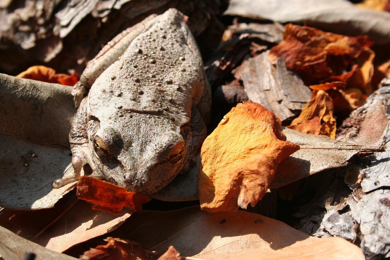 Frog Camouflage Leaves - Free photo on Pixabay - Pixabay