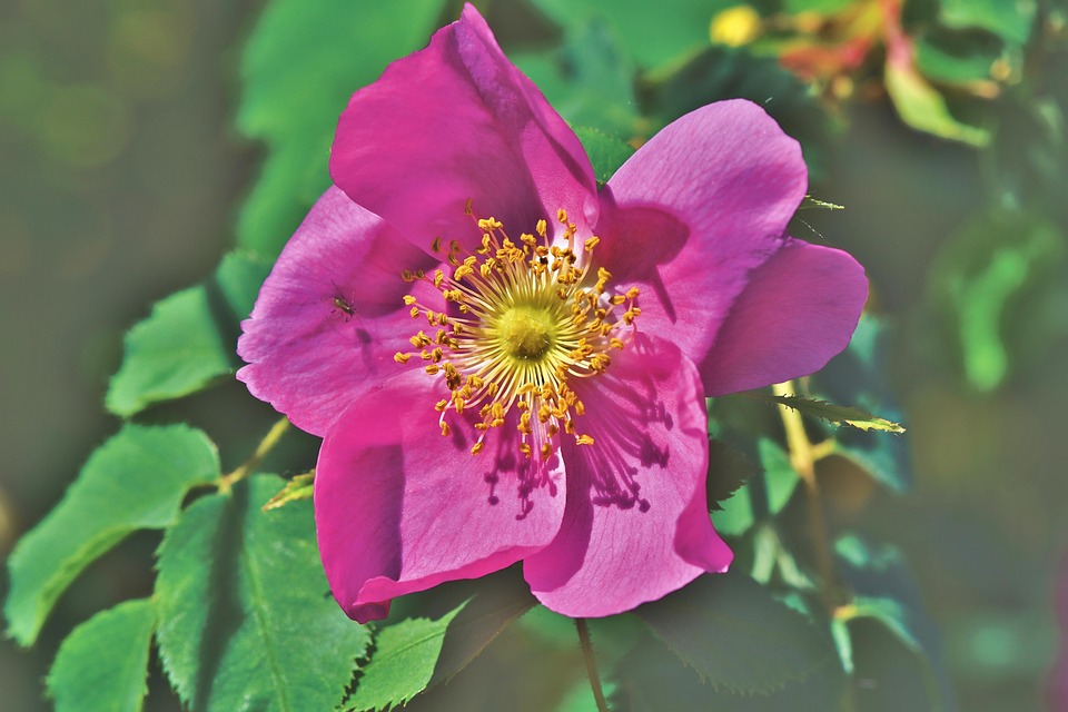 Windröschen Röschen Blüte - Kostenloses Foto auf Pixabay - Pixabay